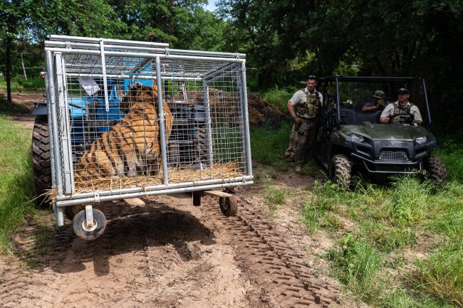 Tiger in cage seized from Tiger King Park